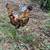 Bantam easter egger chicks 2 thumbnail