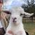 Baby goats 7 thumbnail