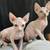 Sphynx cat 3 thumbnail