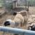 Dorper Rams 5 thumbnail