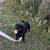 Rottweiler 4 thumbnail