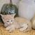 Kittens 16 thumbnail