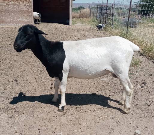 Dorper Ewe 1
