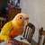 Conures 1 thumbnail