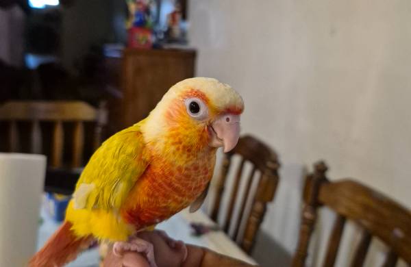 Conures 1