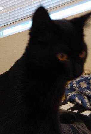 Gatita negra gratis (hembra) (Tacoma)63853650710529121