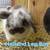 Holland Lop bunnies 2 thumbnail