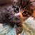 Manx kitten 2 thumbnail