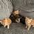 Kittens 1 thumbnail