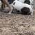 Kune kune piglets 1 thumbnail