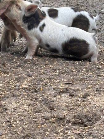 Kune kune piglets 1