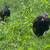 Olive Egger pullets 1 thumbnail