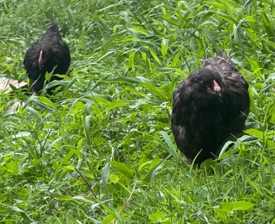 Olive Egger pullets 1
