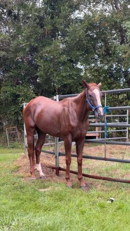 5 year old mare 1