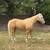 Project Horse 1 thumbnail