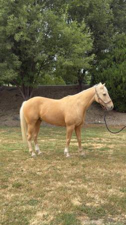 Project Horse 1