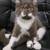 Kittens 3 thumbnail