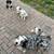 Mini australian shepherd 4 thumbnail