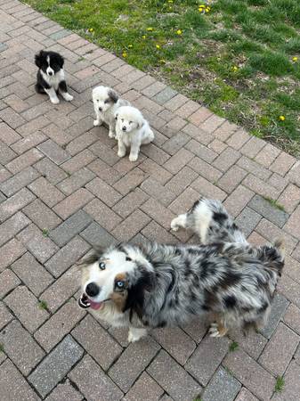 Mini australian shepherd (Catlett)606553345539461123