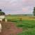 Goats, Breeding Boer Does 5 thumbnail