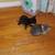 Kittens 10 thumbnail