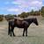 BLACK JACK – 7yo Grade Gelding – 13.3hh – DOES IT ALL 2 thumbnail