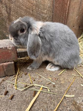 Bunny 1