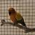 Sun conure 1 thumbnail