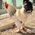 Brahman Rooster 1 thumbnail
