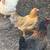 Layer  hens 4 thumbnail