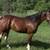 Trail mare 2 thumbnail