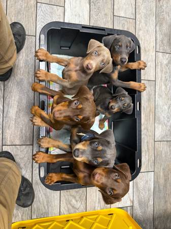Dobermans 1