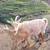 Nigerian Dwarf and Mini Lamacha goats in milk 1 thumbnail