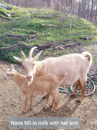 Nigerian Dwarf and Mini Lamacha goats in milk 1
