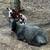 Ewes Sheep 4 thumbnail