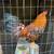 henny rooster 1 thumbnail
