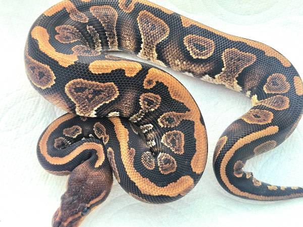 Ball python 1