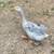 Downsizing poultry & waterfowl 10 thumbnail