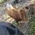 Highpark heifer 1 thumbnail