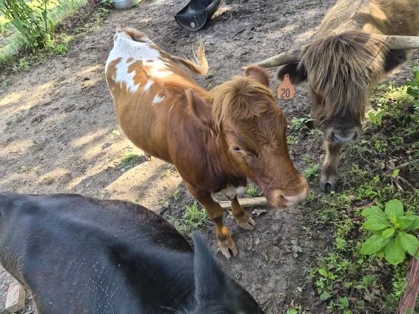 Highpark heifer 1