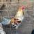 Gallos /roosters 1 thumbnail