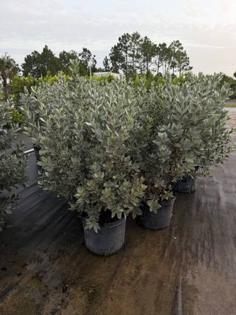 Silver Buttonwood 7 Gallon 1