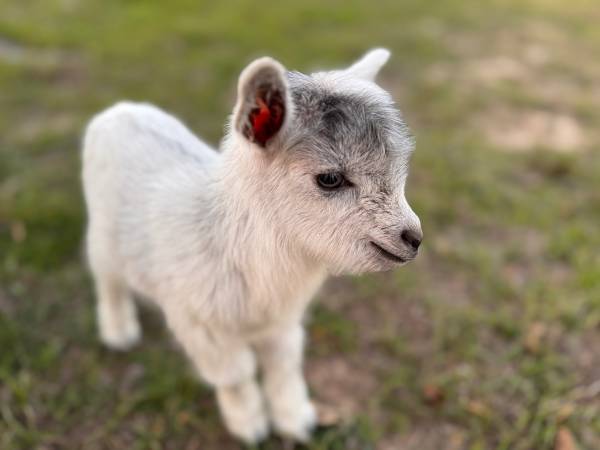 Nigerian Dwarf Goat babies - RARE COLOR 1