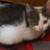 KITTENS 1 thumbnail