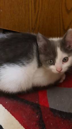 KITTENS 1