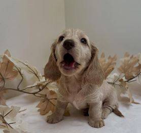 FriendlyDachshundPup 1