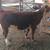 REGISTERED POLLED HEREFORD HEIFERS 2 thumbnail