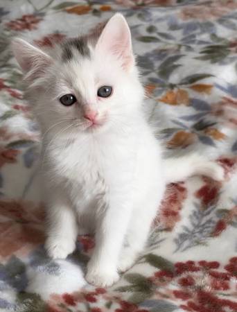 Gatita hembra blanca (Kent)