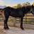 Percheron draft filly mare horse 1 thumbnail