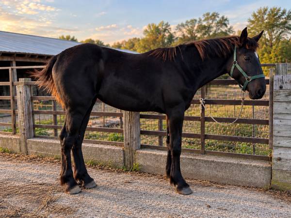 Percheron draft filly mare horse 1